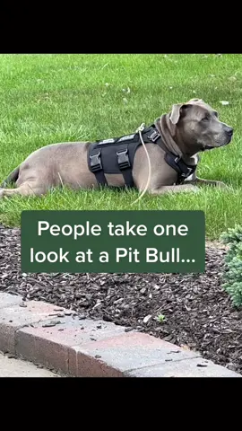 Adopt a pittie #adoptdontshop #pitties #fyp #dogsofttiktok #foryoupage #doglove #foryourpage #dog #fypシ #dogs #dogsvideo