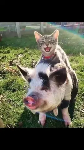 #еслидругнесмеётся #дружбаживотных