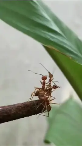 kebanyakan di tulung ko malah mentung😅