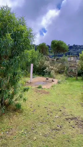 Visiten a las Llamas 🦙 de los Cuchumatanes, Aldea Chiabal Todos Santos Cuchumatan Huehuetenango!! 🦙♥️