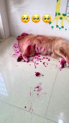 #greenscreenvideo #dog #funny #pet #fyp #goldenretriever #dogsoftiktok #foryou