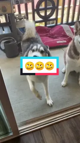 Dancing dog#husky #huskylife #dog #animals #cute #fyp #funny #singing