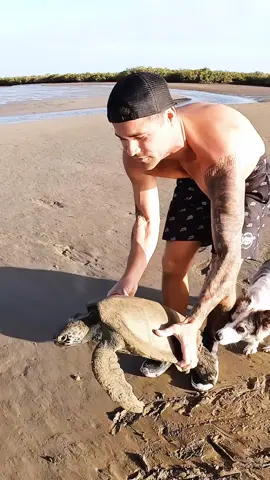 this little fella was exhausted stuck in the mud and in a bad way, these huge spring tides are one of the biggest killers but lucky to help him out