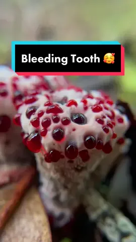 Bucketlist Mushroom: Bleeding Tooth (Hydnellum peckii) #mycology #mushroomedu #LearnOnTikTok #guttation #blood #bleed #mushroom #fungi #sciencetok