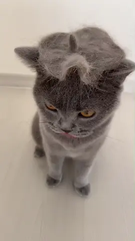 Yine bir tüy tarama seansı 😻😇 #keşfet #viral