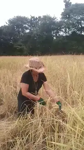 #เกษตรอินดี้