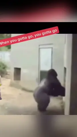 I know the feeling #funny #monkey #toilet #fart #foryoupage #madvids2 #followformore