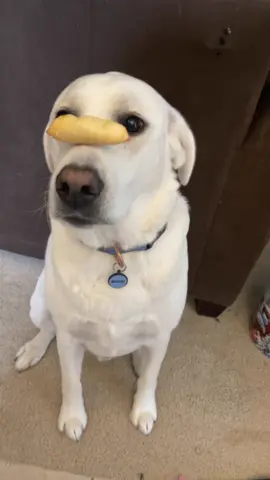 Who ate my breadsticks! #StEvEn #Dinoclub #food