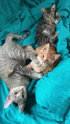 #bestfriend #kitten #play #fyp #fosterkittens #growupwithme #adoptme #rescue