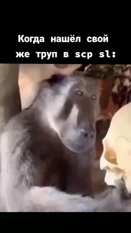 #обезьяна #врек #тапайпокупай #Garnierперемотка #CapCut #HONOR50duet #fyp #fyr #рекомендации #funny #хочуврек #хочуврек #foryou #scp #scpsl