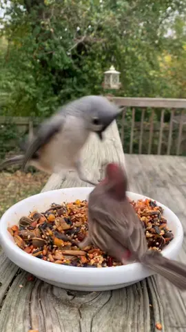 Hi. Just realized 9000 people follow my birds.  Thanks for sticking around❤️ #birdwatching #birdnerd #birds #asmr #fyp #fypシ #foryourcat