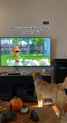 Dug irl is excited to see himself on the screen! #dugdog #goldenretriever