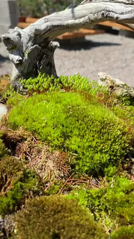 Fantastic windswept Larch #bonsai #bonsaiart #yamadori #natureart