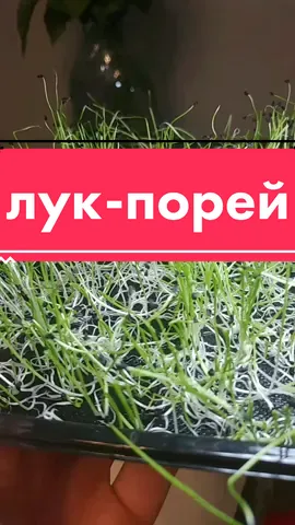 лук-порей нежнее взрослого лука и содержит больше витаминов. Семена рассыпаем на любую поверхность, поливаем водой и накрываем плёнкой. Через неделю бокс достаем из тени - он дорастает на свету. 10 дней - лук готов. есть с коршками🌿  #каквырастить #здороваяеда #микрозелень #огородвквартире