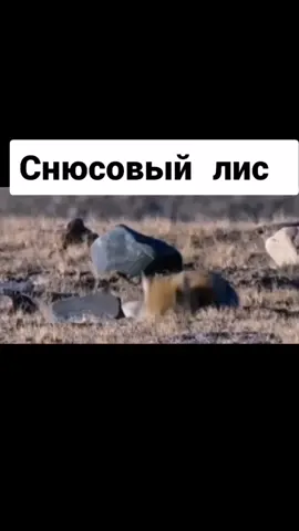 #рек #лис #медведь #вдикойприроде #снюс #ржака #милионлайков