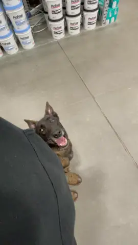 That one little tooth clap at the end is a “f you”, I feel it #puggmobilegame #PlutoTVDecades #workingdog #malinois #assholewithteeth