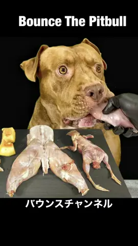 #ASMR #mukbang #pitbull