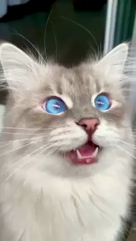 Кот говорит «мама» #кот #catsoftiktok #catlover #cat #blueeyes #котик #голубоглазыйкот #невскаямаскарадная #cats #funnyvideos #recommendations