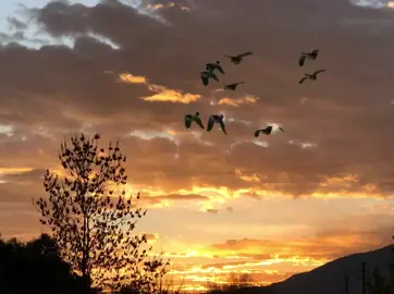 Rahmetle Sezai Karakoç/Sürgün Ülkeden Başkentler BaşkentineSevgiliEy SevgiliEn Sevgili... 🕯#şiir #şiirlerdenparçalar  #sezaikarakoç #dinle