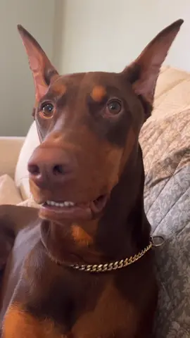 All dogs can… 😶 #fyp#viral#knox