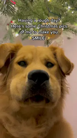 Did it work!? #fyp #foryoupage #dogsoftiktok #dog #puppy #puppylove
