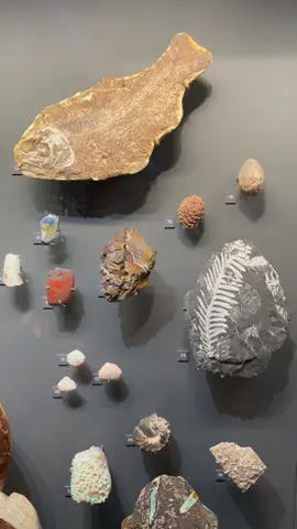 Don’t overlook these 3 “hidden gems”…👀 #museums #uws #gems #crystaltok #zodiacsigns #naturalhistory