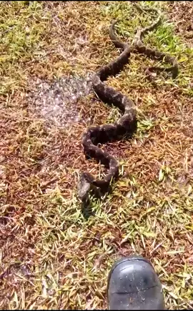 Casal de jararacas passeando. #serpentes #animaisselvagens #animaissilvestres #bichoscuriosos #mundoanimal #jararaca #cobras #herpetologia #bothrops