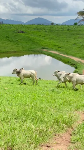 Boiada animada 👏🏼🔝 #pecuaria #pecuariabrasil🇧🇷🐂🐂🐂🐂 #agro #fazenda #gado #boi #Pará #Marabá #fyp #nelore