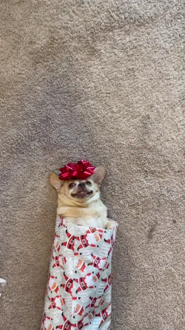 It is time ❤️ #tiktokholidays #christmas #dog