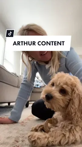 The reaction I was hoping for 😂🐶 #dogsofttiktok #puppy #cockapoodogs #cockapoo