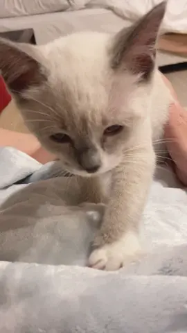 ขนมเปี๊ยะ