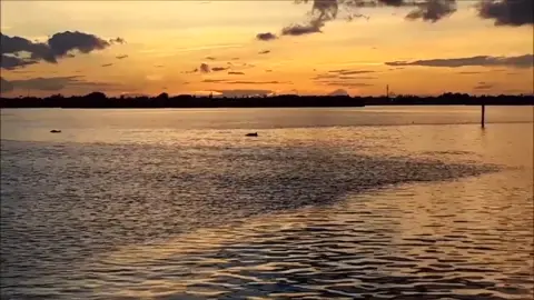 The earth is God's masterpiece. #Nature #Dolphins #Sunset #FYP #Seaplanet