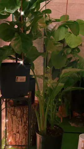 eye can't make it. eye am busy tonight (staying home with my plants). #plants #nature #patiojungle #balance #meditation