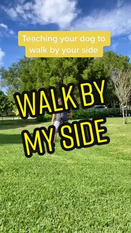 Walking by your side. #trainingdogs #DogTraining #dogtrainingtricks #dogtrainingtips #cancorso #cancorsopuppy #doglover #southfloridadogtrainer