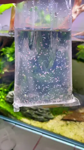 Got my hands on love Daphnia from my LFS! All my fish absolutely loved them ☺️ #daphnia #livefishfood #livedaphnia #fishfeedingtime #aquarium #aquascape #embertetras #apistogramma #apistogrammaborelli  #borelliopal