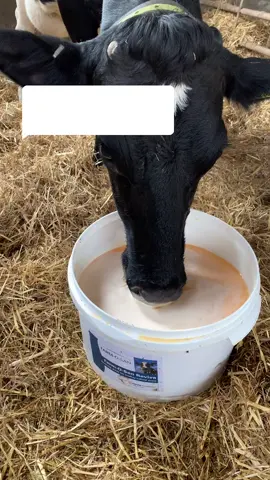 Reply to @1fordy #cows #calves #dairyfarmer #farminglife #agriculture #britishdairy