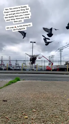 Nice and plump 🤤 #pigeonking #moneyandcakes #2063098806 #seattle #comedy #weirdtok #kinktok #birdsoftiktok #uhoh #iseeyou #fy #vanscheckerboardday