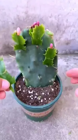 Cactus grafting#gardening #plants #plant