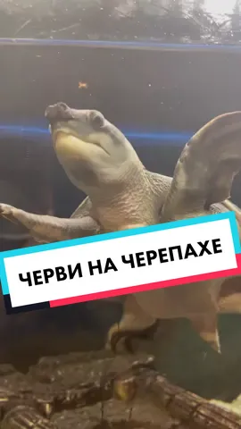 Как думаете, сколько было этих червей? Вот почему нужно чистить аквариум вовремя☝🏻😣