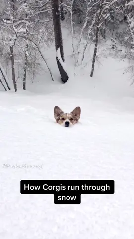 Short leg problems 🥺😭 #corgi #snow #letitsnow
