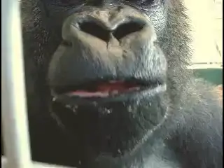 Oliver eats an apple #monke