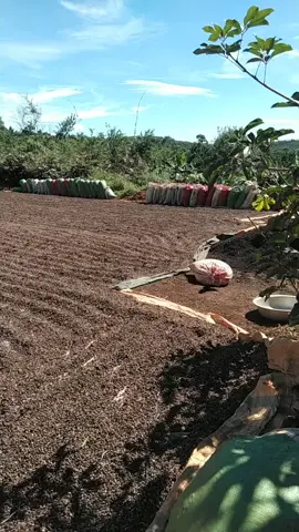 Đắk Nông tôi... mùa cà năm nay.... ở nơi bạn thế nào?