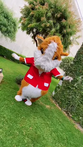 Esto es una canción nueva que traigo a Perú #parati #folklore #ositopardo #ositopardochallenge #viral #baile #peru #requinto