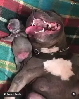 Do you think they look alike?? #bullybreed #dogoargentino #CowboyBebop #dogsoftiktok #pit #pitbull #bullyxl #fyp #pittie #dogosdelmundo #floridadogoguy #dogo #pitbullsoftiktok