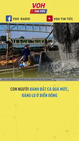 Con người đánh bắt cá quá mức, đáng lo ở Biển Đông #voh #vohradio #vohtintuc #tiktoknews #tintuc #thoisu #onhaxemtin#tinthegioi