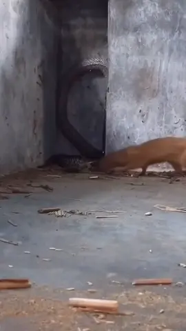 #disponsori 😱 #fyp #fypシ #viral #tiktok #kingcobra #ularcobra