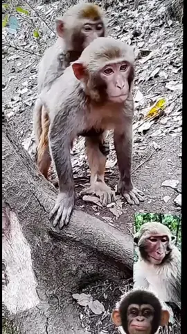 Just for fun🤣@sylveste2021 @nettymctighe1 @nikiclaeys1 @sorin.socola79.oficial @mamynadia5 @dominique.delogu @marce.alin @mejo861 @simonafurdui16 @sparkle.zn @_sergiu_36 @madalin___1987 @lindz071 @merean53 @georgianaramonamanoli @Gianina Caranfilof ❤️❤️❤️