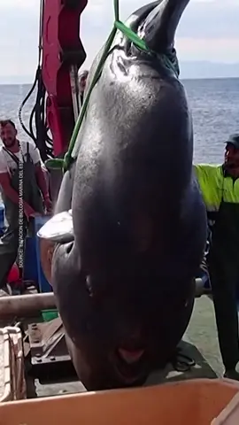This enormous sunfish that’s estimated to weigh up to 2,000 kg was caught by marine biologists, then released back into the ocean 🐠 #SunFish
