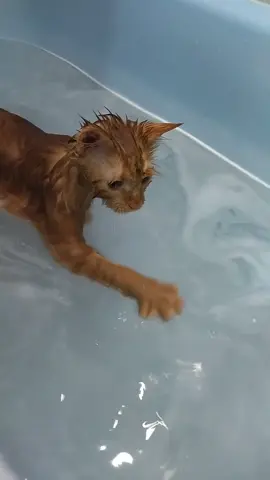 Как же он чувствует😳#Симба #найденыш #безкотаижизньнета