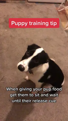 #puppy #training #tip #impulsecontrol #engagement #obedience #DogTraining #fyp